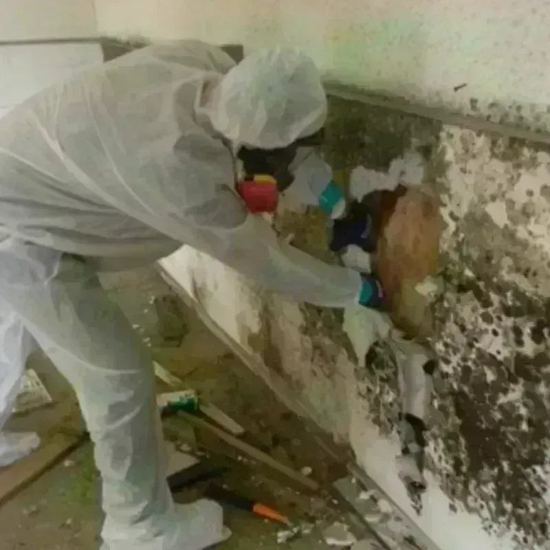 Mold Remediation and Removal in Titusville, PA